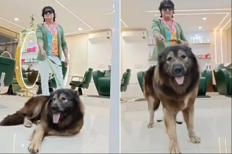 Filhote híbrido de lobo é adquirido por um dos maiores colecionadores de raças raras